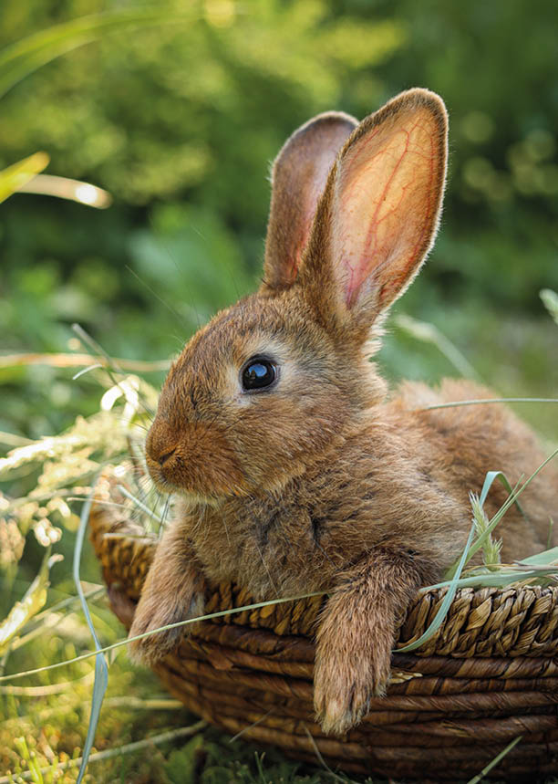 Cute fluffy rabbit in wicker bowl with dry grass outdoors