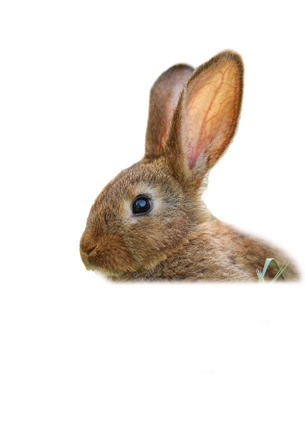 Cute fluffy rabbit in wicker bowl with dry grass outdoors