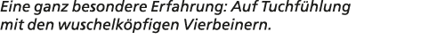 Eine ganz besondere Erfahrung: Auf Tuchf hlung mit den wuschelk pfigen Vierbeinern.