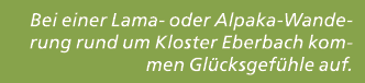 Bei einer Lama oder Alpaka Wanderung rund um Kloster Eberbach kommen Gl cksgef hle auf. 