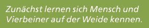 Zun chst lernen sich Mensch und Vierbeiner auf der Weide kennen. 