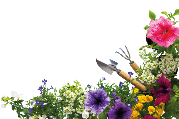 Spring decoration of a home balcony or terrace with flowers, Lobelia and Alyssum, Bacopa and Petunia on a blue background, home gardening and hobbies