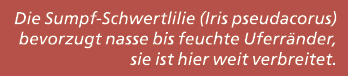 Die Sumpf Schwertlilie (Iris pseudacorus) bevorzugt nasse bis feuchte Uferr nder, sie ist hier weit verbreitet.