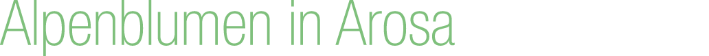 Alpenblumen in Arosa