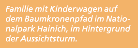 Familie mit Kinderwagen auf dem Baumkronenpfad im Nationalpark Hainich, im Hintergrund der Aussichtsturm. 