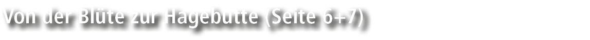 Von der Bl te zur Hagebutte (Seite 6+7)