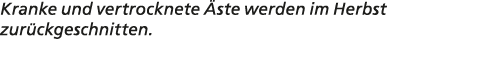 Kranke und vertrocknete ste werden im Herbst zur ckgeschnitten.