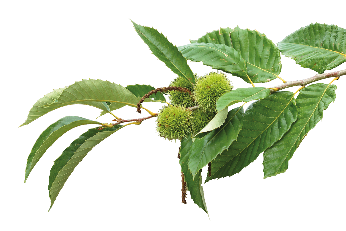 Zweig mit gr nen, gezackten Bl ttern und unreifen Esskastanien, die noch in ihrer gr nen, stacheligen, kugelf rmigen Schale sind.