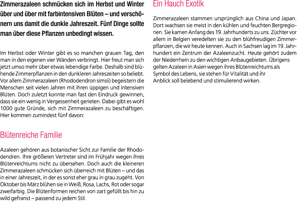 Zimmerazaleen schm cken sich im Herbst und Winter ber und  ber mit farbintensiven Bl ten – und versch nern uns damit...