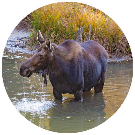 Landschaft bei Marble, Colorado, USA