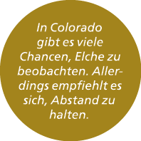 In Colorado gibt es viele Chancen, Elche zu beobachten. Allerdings empfiehlt es sich, Abstand zu halten. 