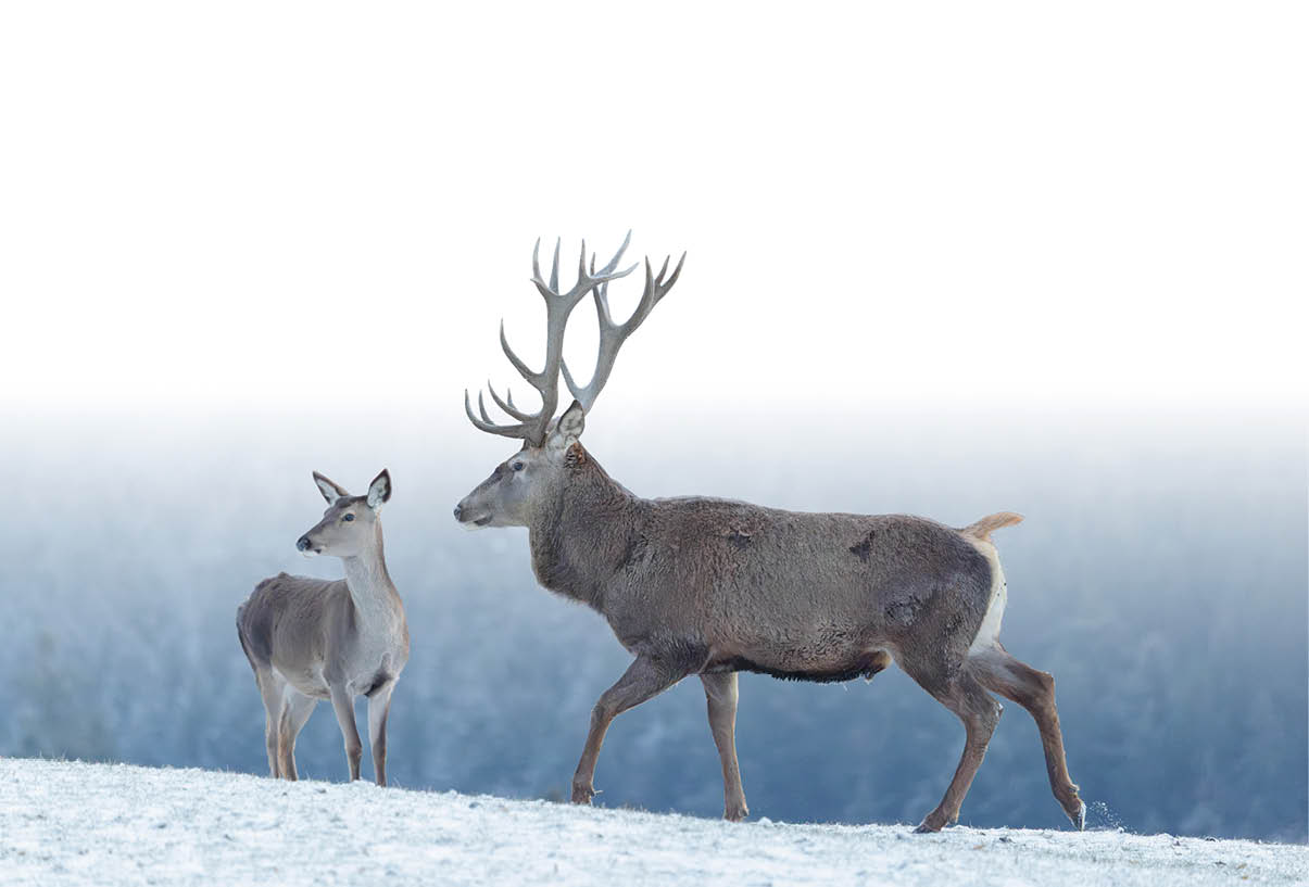 Ein Rothirsch (Cervus elaphus) l uft an einem kalten Tag ber eine schneebedeckte Wiese. Ein weiblicher Rothirsch steht vor dem Hirsch. Im Hintergrund ist ein Bergwald im kalten, blauen Nebel zu sehen