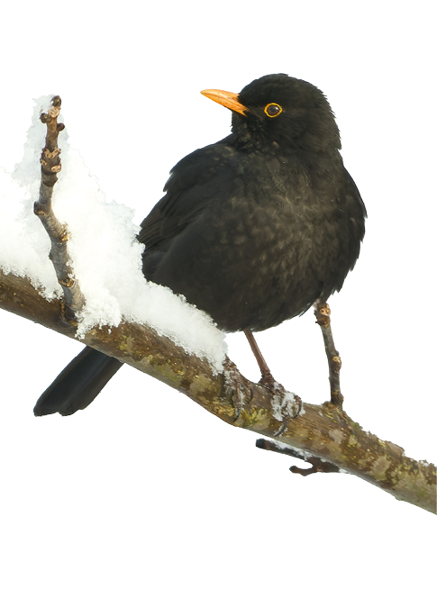 Eine m nnliche Amsel mit schwarzem Gefieder und gelbem Schnabel sitzt auf einem schneebedeckten Ast. Der Vogel ist seitlich zu sehen, der Hintergrund ist hell und unscharf.