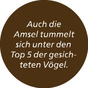 Auch die Amsel tummelt sich unter den Top 5 der gesichteten V gel.