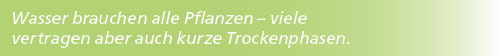 Wasser brauchen alle Pflanzen – viele ­vertragen aber auch kurze Trockenphasen.