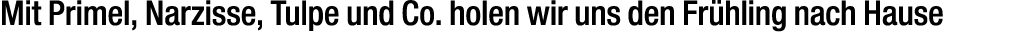 Mit Primel, Narzisse, Tulpe und Co. holen wir uns den Fr hling nach Hause