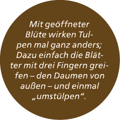 Mit ge ffneter Bl te wirken Tulpen mal ganz anders; Dazu einfach die Bl tter mit drei Fingern greifen – den Daumen vo...