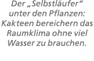 Der „Selbstl ufer“ unter den Pflanzen: Kakteen bereichern das Raumklima ohne viel Wasser zu brauchen.