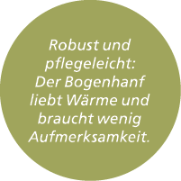 Robust und pflegeleicht: Der Bogenhanf liebt W rme und braucht wenig Aufmerksamkeit.