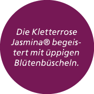 Die Kletterrose Jasmina® begeistert mit ppigen Bl tenb scheln.