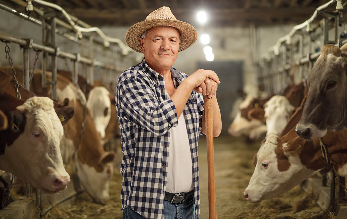 Ein lterer Mann steht in einem Stall und l chelt in die Kamera. Er tr gt eine blau-wei  karierte Hemdjacke  ber einem wei en T-Shirt, eine Jeans und einen Strohhut. Beide H nde ruhen auf einem Holzstab, vermutlich ein Besen oder eine Heugabel. Der Stall ist beleuchtet und auf beiden Seiten des Ganges stehen K he, die an Futterstellen angekettet sind und Heu fressen. Die K he sind  berwiegend braun-wei  und schauen teilweise in Richtung Kamera. 
