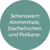  Sehenswert: Ammenhaie, Stachelrochen und Pelikane.