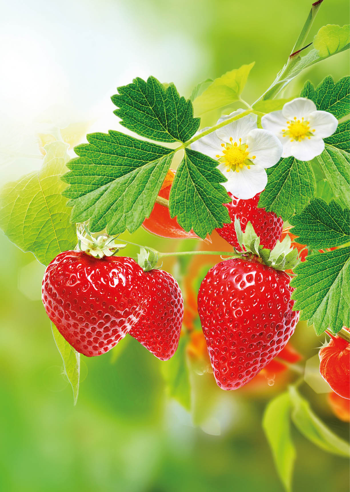 Im Vordergrund sind drei gro e, herzf rmige Erdbeeren zu sehen, die dicht nebeneinander an einem Stiel h ngen. Die Fr chte sind tiefrot, gl nzend und mit zahlreichen hellen Samen punktiert; an einigen Stellen spiegelt sich Licht. ber und neben den Erdbeeren befinden sich mehrere f nf- bis siebenlappige, kr ftig gr ne Bl tter mit deutlich sichtbaren Blattadern. Daneben sind wei e Bl ten mit gelbem Stempel erkennbar, die auf frischen Pflanzenwuchs hinweisen. Der Hintergrund ist weich verschwommen in verschiedenen Gr nt nen gehalten, wodurch die Fr chte klar hervortreten und ein frisches, sommerliches Gef hl entsteht.
