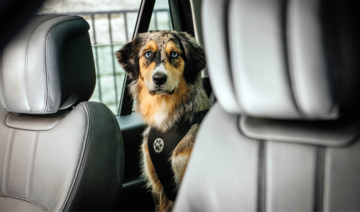 Ein Hund mit blau-braunen Augen sitzt angeschnallt auf dem R cksitz eines Autos zwischen zwei grauen Ledersitzen. Beschreibung von KI generiert