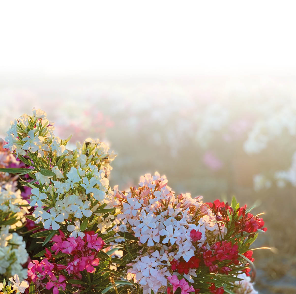 Bunte Blumen in Wei , Rosa und Rot bl hen in einem sonnendurchfluteten Feld mit unscharfem Hintergrund. Beschreibung von KI generiert