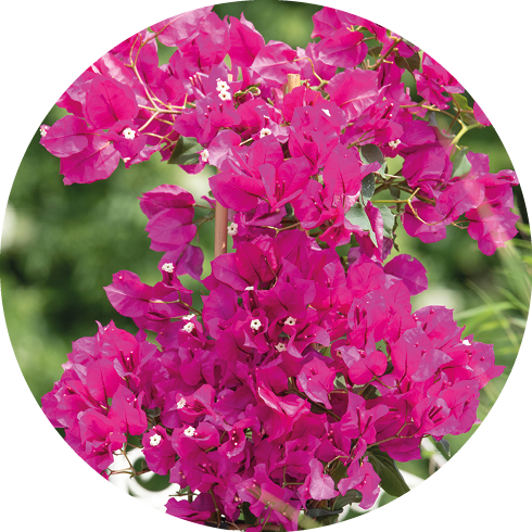 Leuchtend pinke Bougainvillea-Bl ten mit kleinen wei en Bl ten in einer nat rlichen Umgebung. Beschreibung von KI generiert