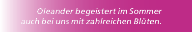 Oleander begeistert im Sommer auch bei uns mit zahlreichen Bl ten.