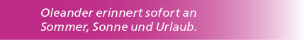 Oleander erinnert sofort an Sommer, Sonne und Urlaub.