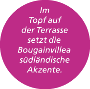 Im Topf auf der Terrasse setzt die Bougainvillea s dl ndische Akzente. 