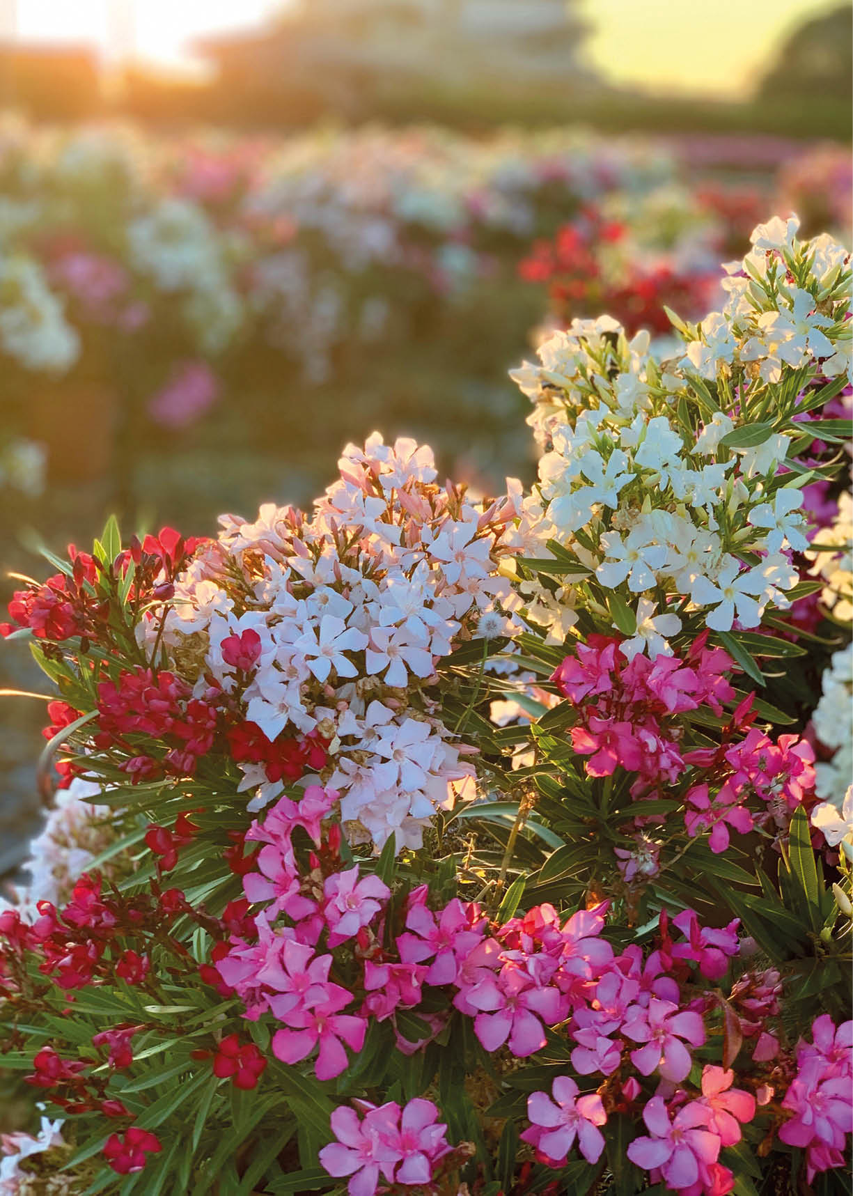 Bunte Blumen in Wei , Rosa und Rot bl hen in einem sonnendurchfluteten Garten mit unscharfem Hintergrund. Beschreibung von KI generiert