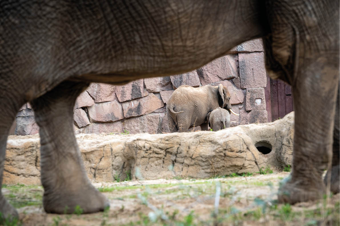 Ein Elefant rahmt im Vordergrund zwei kleinere Elefanten ein, die vor einer felsigen Mauer stehen. Beschreibung von KI generiert