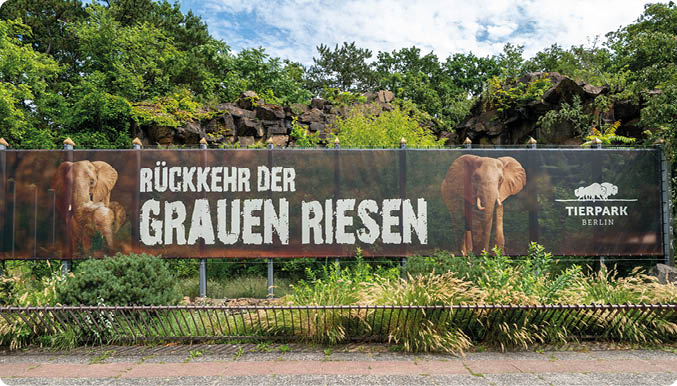Ein Werbebanner im Tierpark Berlin zeigt zwei Elefanten und den Text R ckkehr der grauen Riesen vor einer gr nen, bewachsenen Felslandschaft. Beschreibung von KI generiert