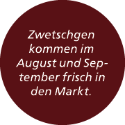 Zwetschgen kommen im August und September frisch in den Markt.