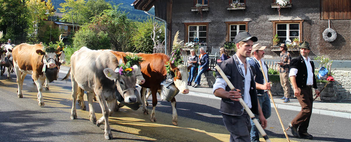 Mehrere K he mit Blumenschmuck werden von Personen in traditioneller Kleidung auf einer Stra e vor einem gro en Holzhaus mit Balkon gef hrt. Beschreibung von KI generiert