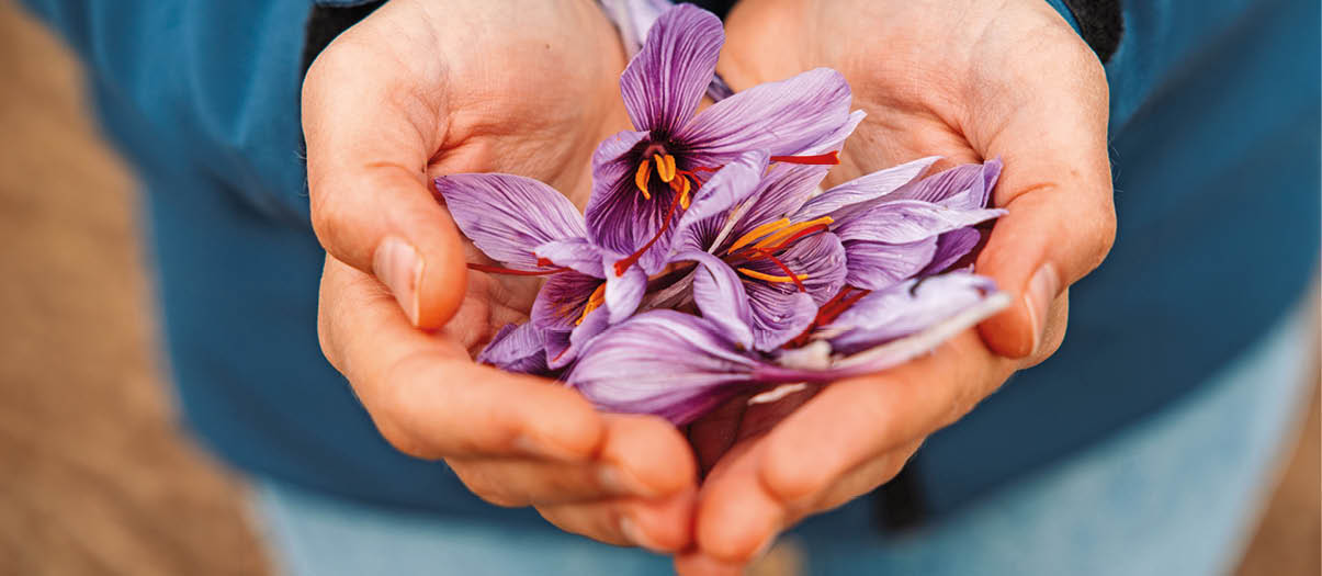 Eine Person h lt in beiden H nden mehrere violette Safranbl ten mit orangefarbenen Narben. Beschreibung von KI generiert
