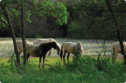 Mehrere Pferde grasen auf einer Wiese, umgeben von B umen und dichter Vegetation. Beschreibung von KI generiert