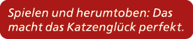 Spielen und herumtoben: Das macht das Katzengl ck perfekt.