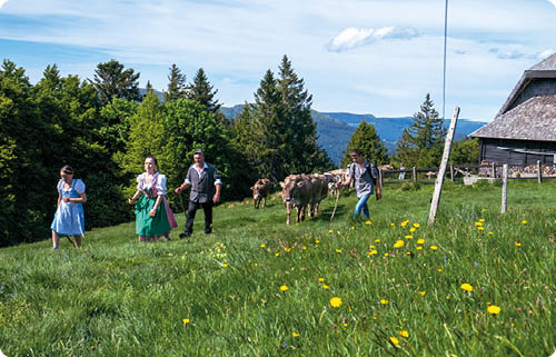 Vier Personen in traditioneller Kleidung f hren K he auf einer gr nen Wiese mit gelben Blumen vor einem Wald und einem Haus in den Bergen. Beschreibung von KI generiert
