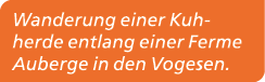 Wanderung einer Kuhherde entlang einer Ferme Auberge in den Vogesen.
